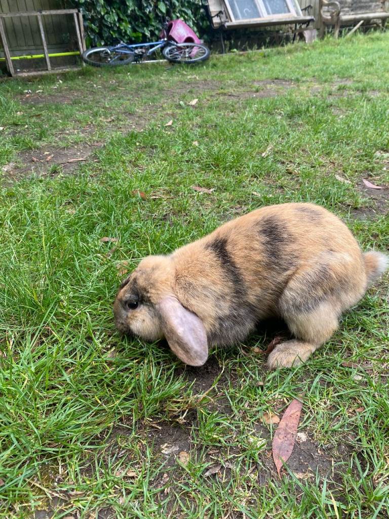 2 lovely male mini lops