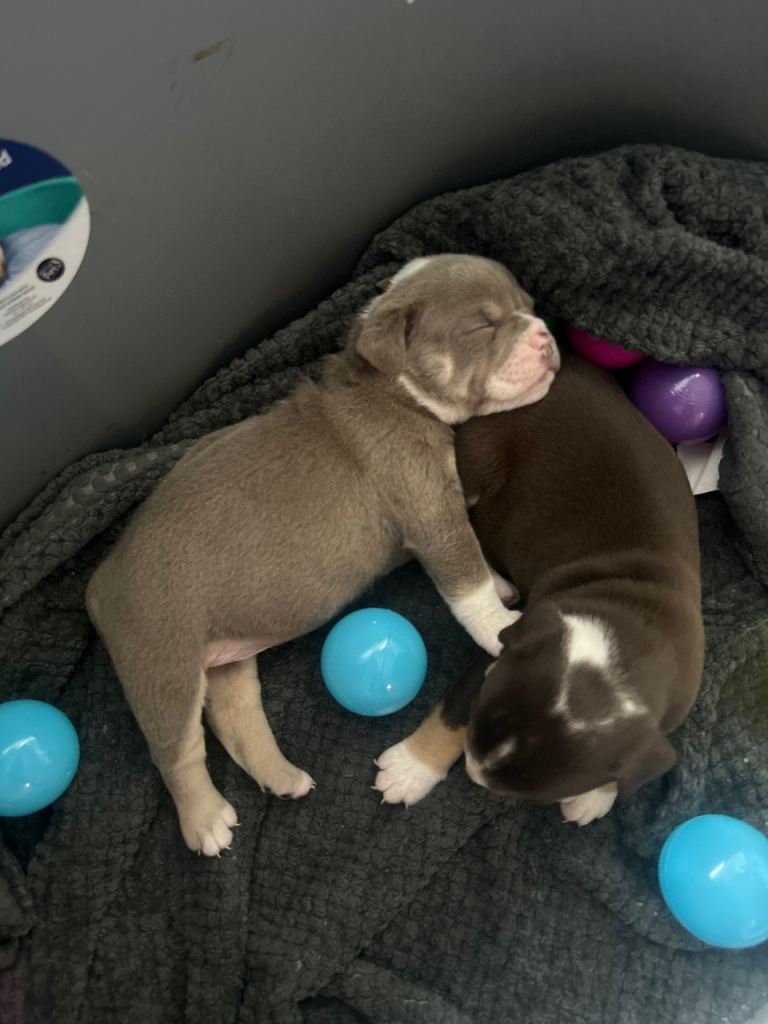 Olde English bulldog puppies 