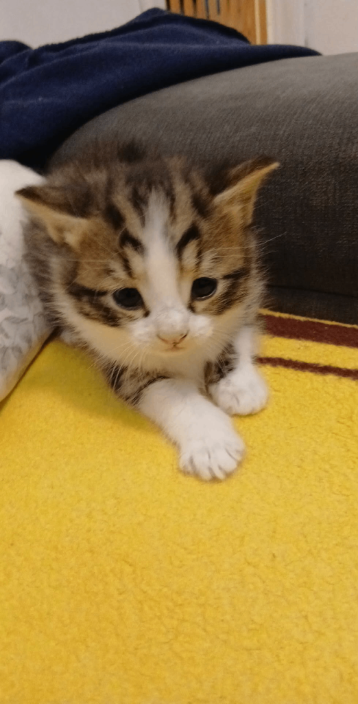 Tabby mixed bengal 5 weeks old female kitten 