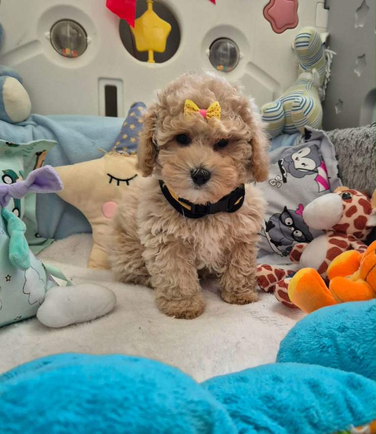 Maltipoo puppy for sale 