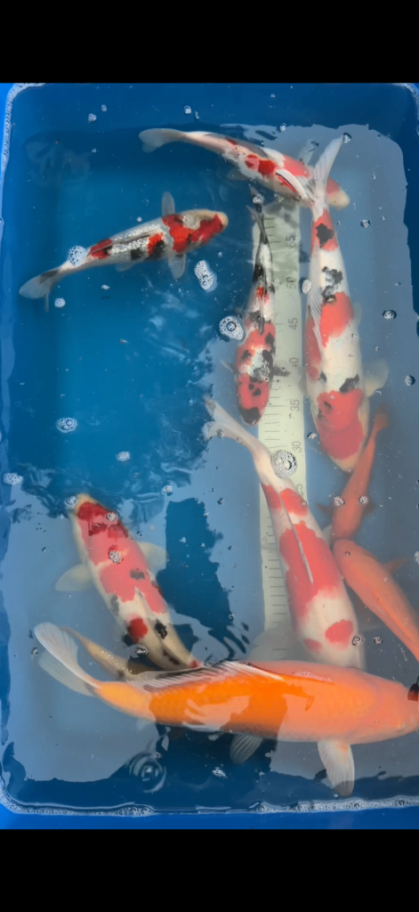 koi fish sale
