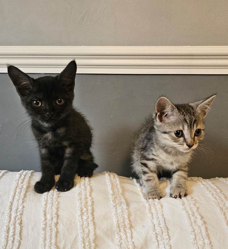 Maincoon cross kittens for sale ( ONLY 3 LEFT)