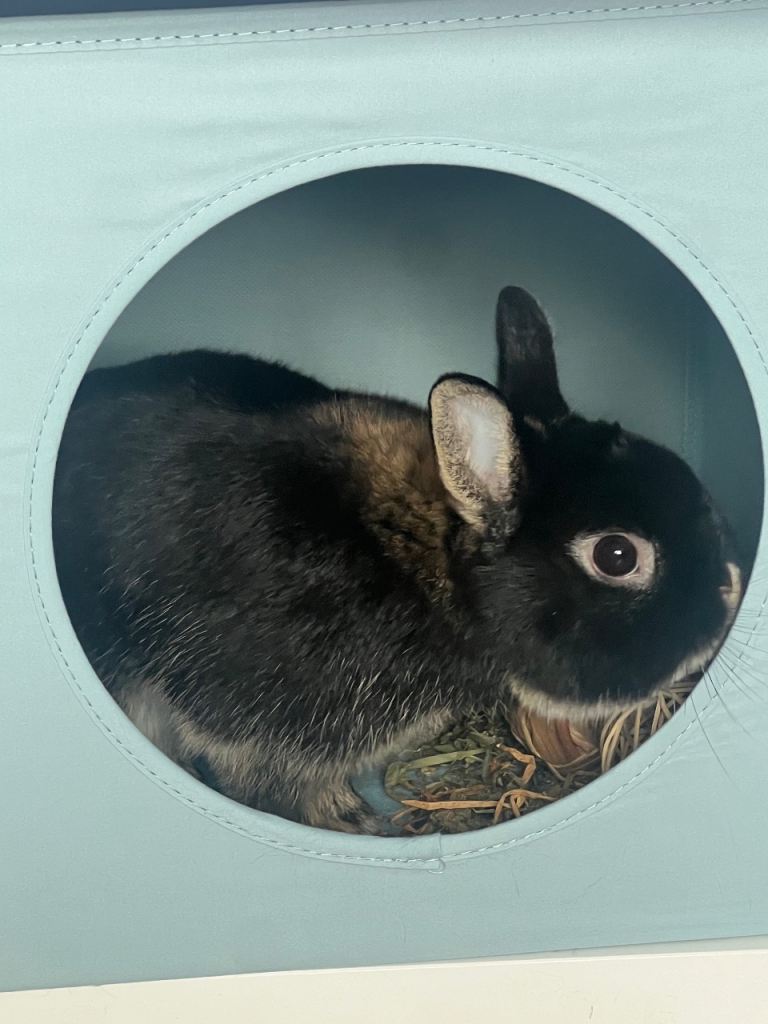Netherland Dwarf rabbit 