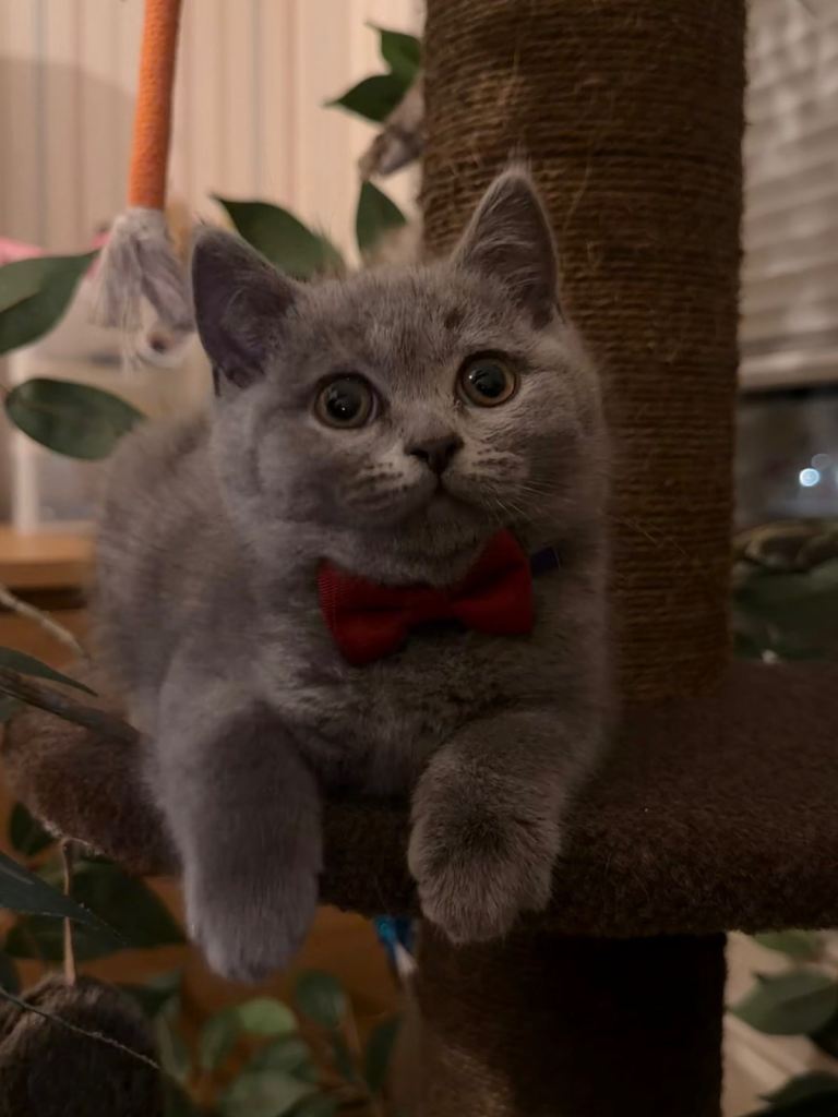 British Short Hair kitten - 2 months old