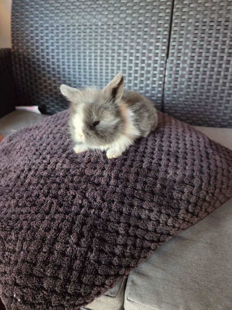 Teddy lops