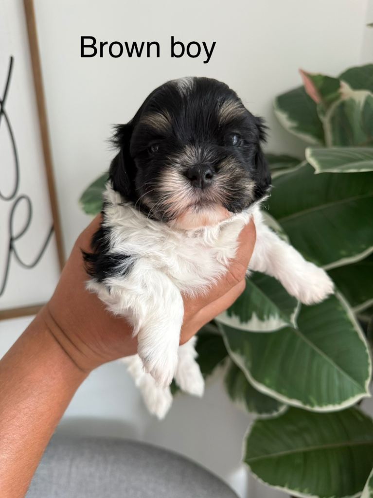 Malshi/lhasa apso puppies