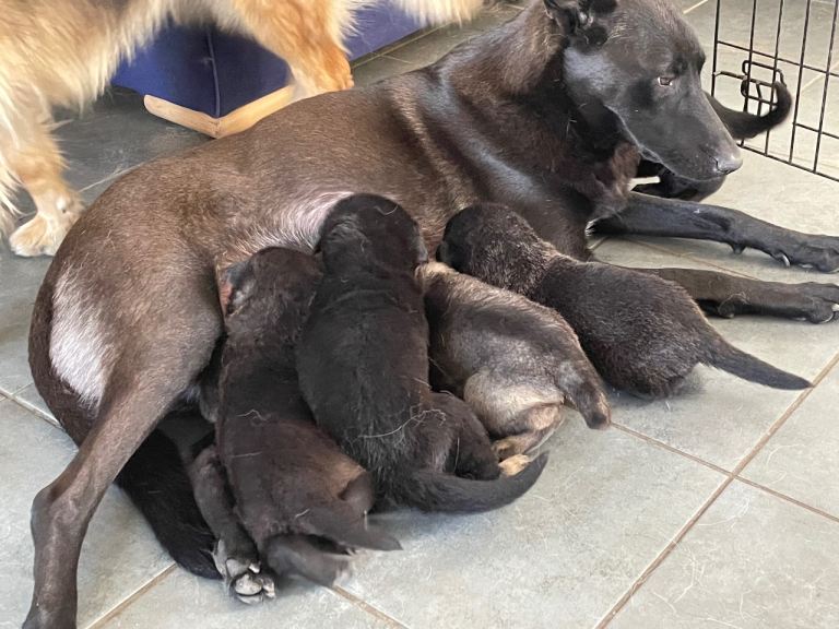Gsd x puppies for sale 