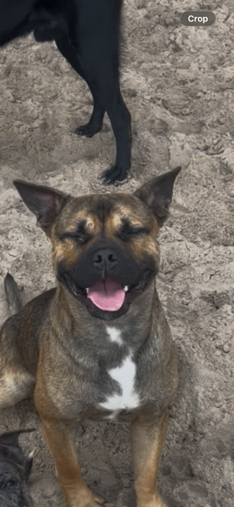 10 month old Staffy cross 