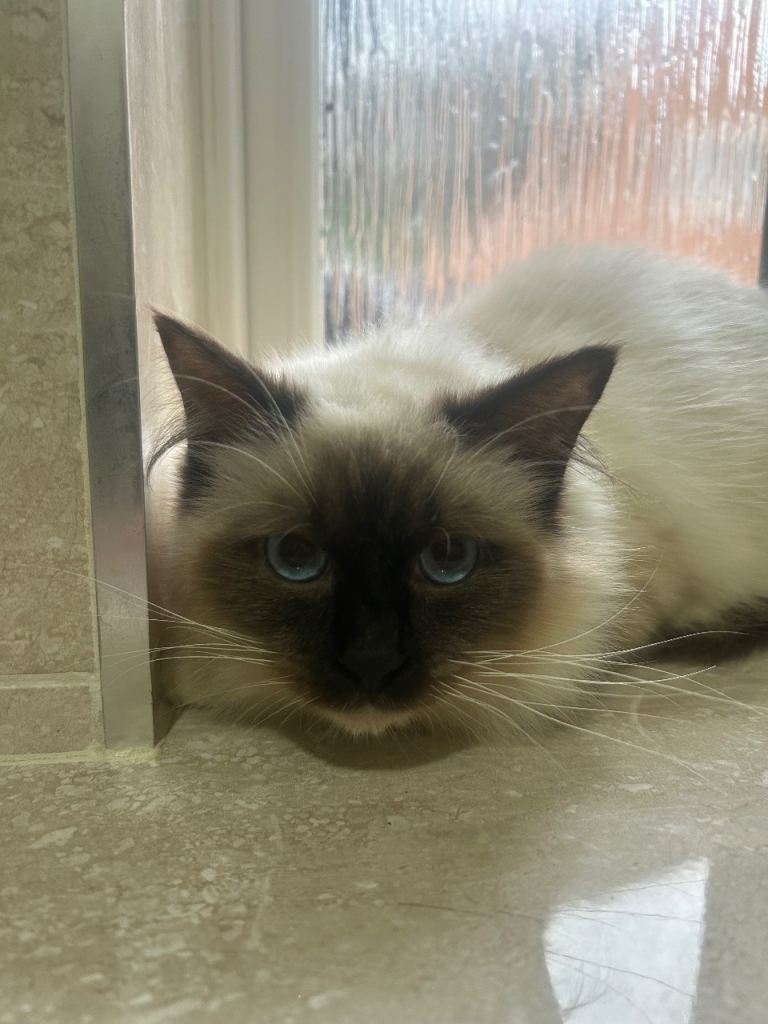 Ragdoll.  Male.  Seal Point.  7 months old