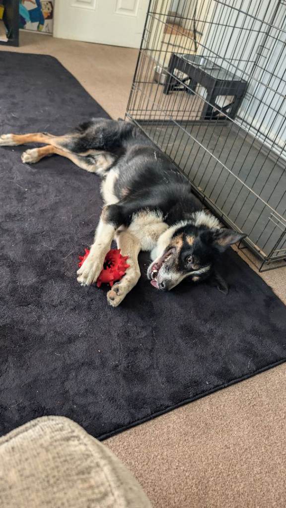 Beautiful border collie
