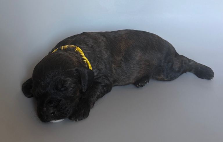 Beautiful Cocker Spaniel Mix puppies for sale 
