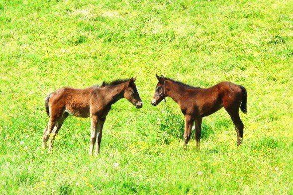 Grazing land wanted to rent