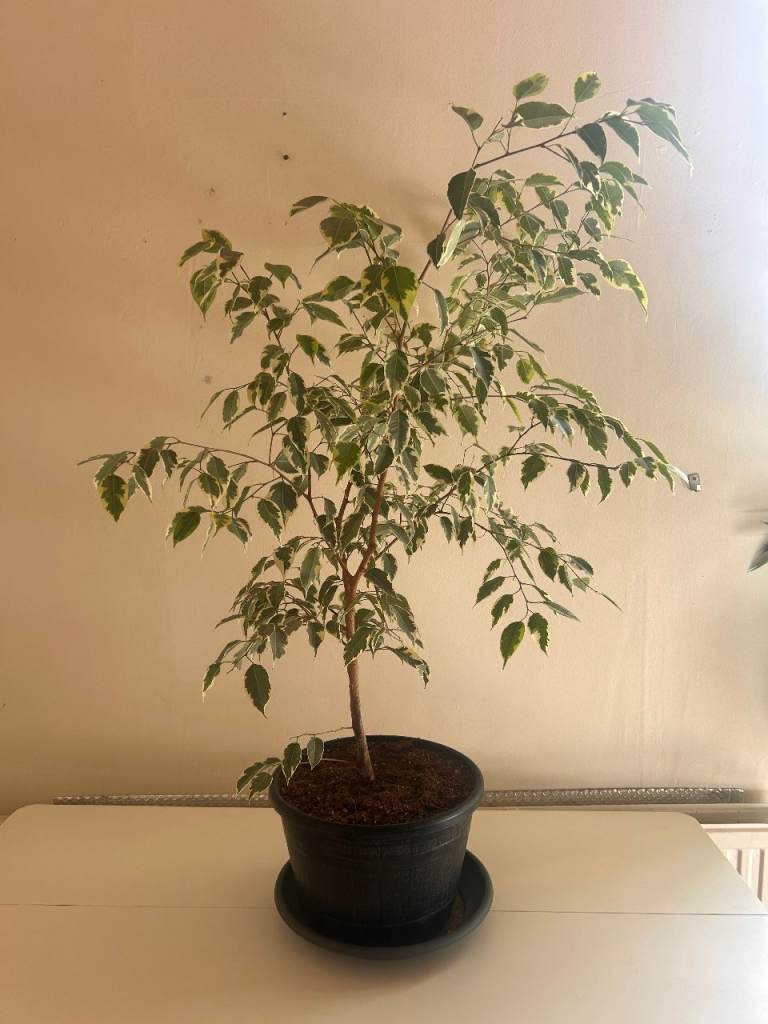 Weeping Fig (Ficus benjamina) – Grown Home Plant with Pot & Saucer