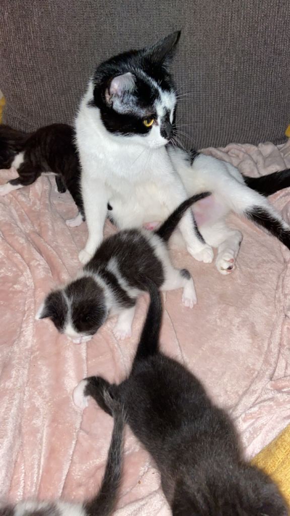 Kittens for sale 