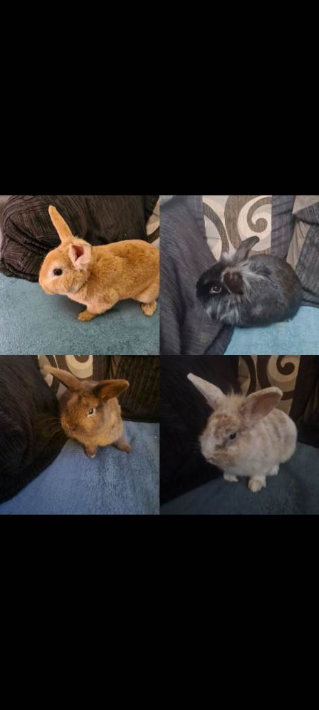 Mini rex x lion head