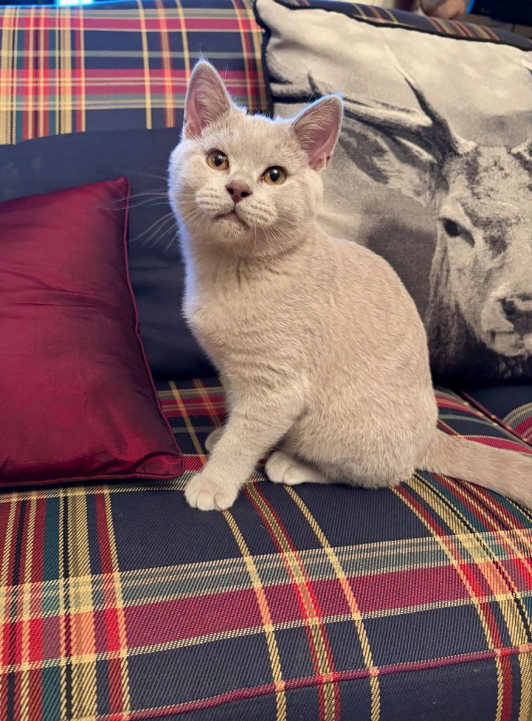 GCCFI British Shorthair kittens