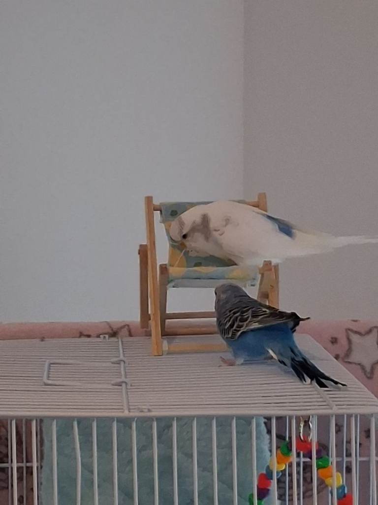 2 female budgies 