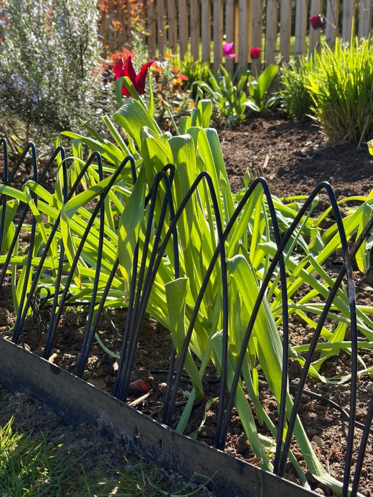 Metal Garden flower bed fencing