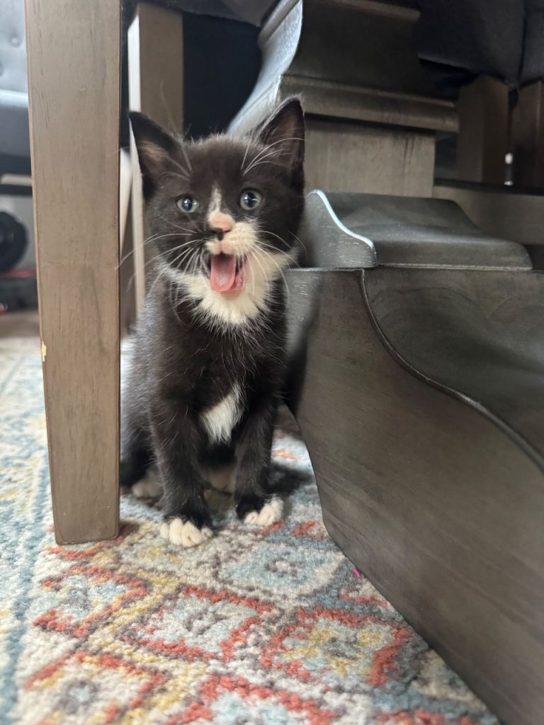 Adorable Healthy Kittens ready for their forever home