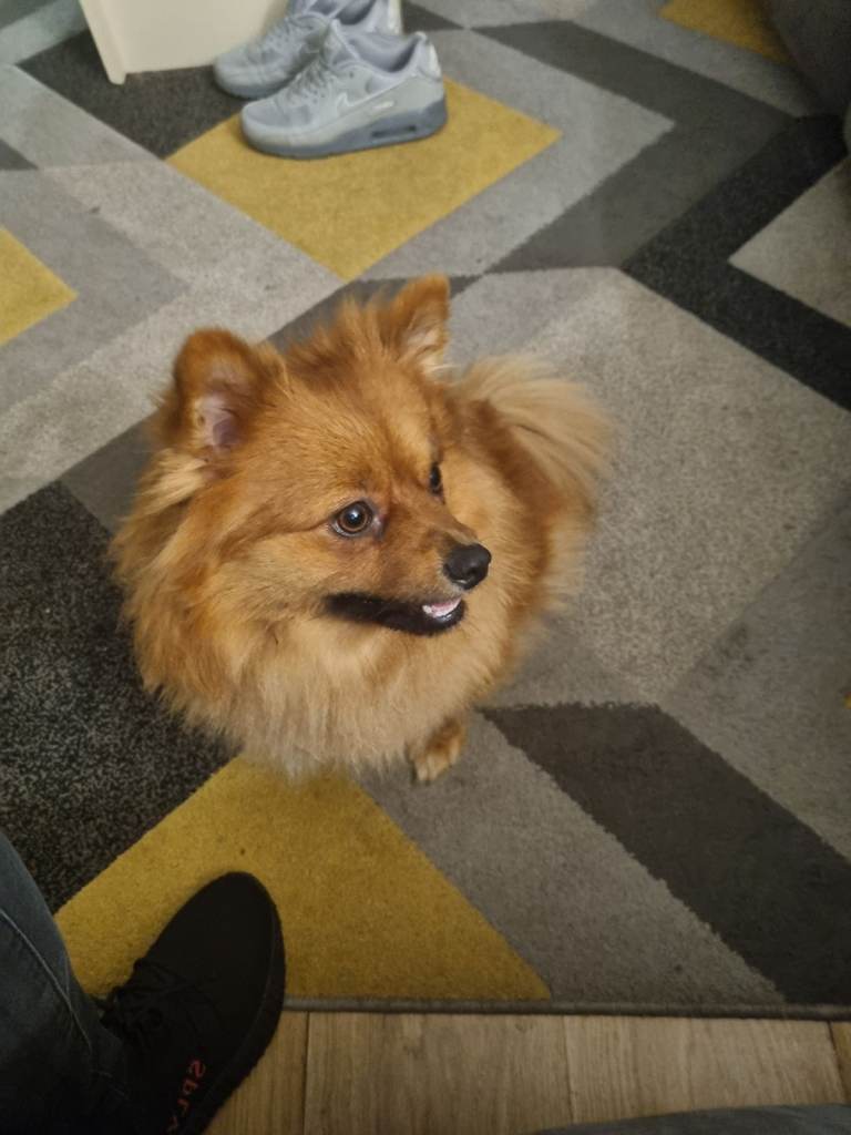 image for GIRL POMERANIAN 