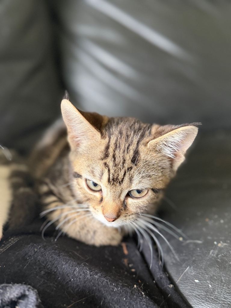 1 tabby kitten left 
