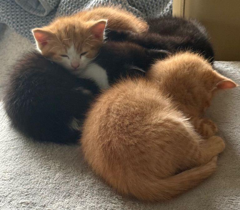 Beautiful kittens !