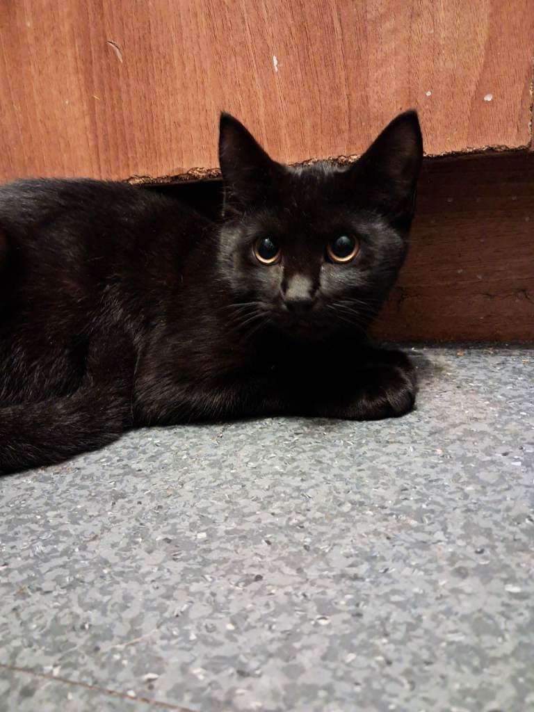 Black female kitten 