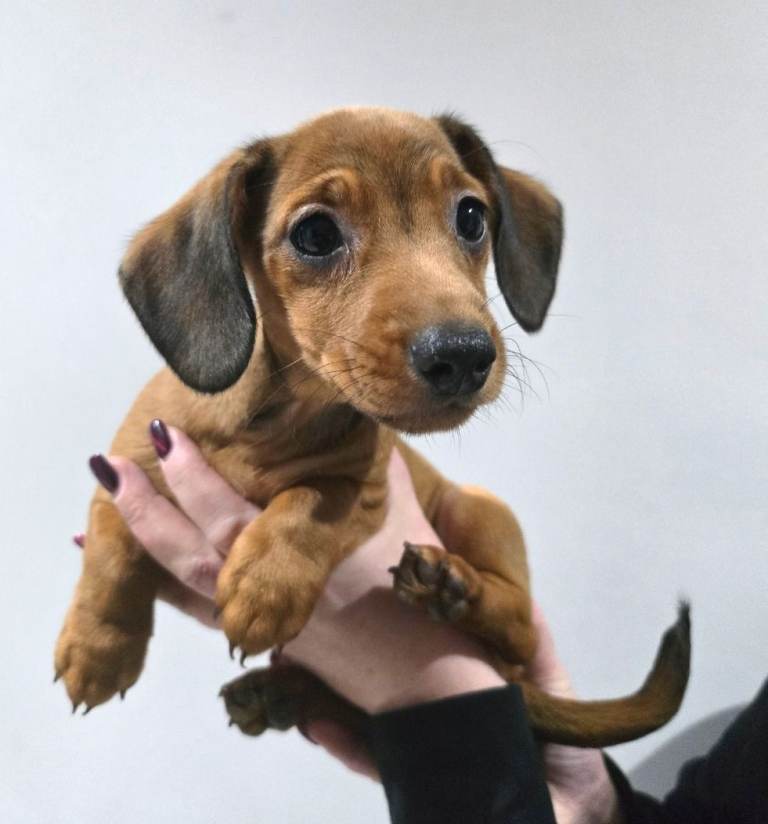 Dachshund puppies 