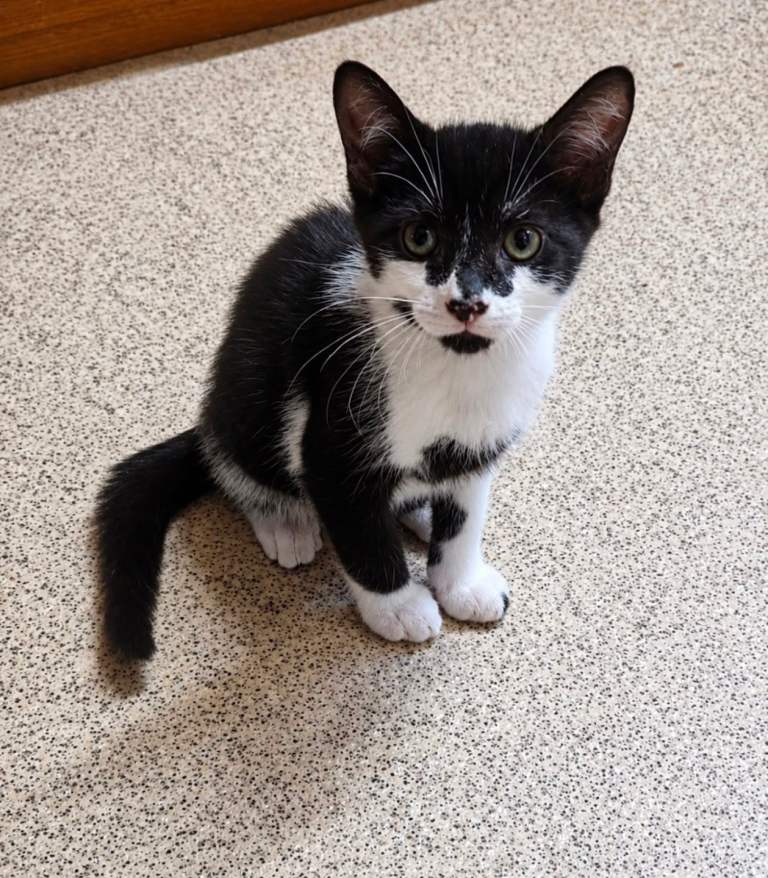Beautiful kittens need new homes