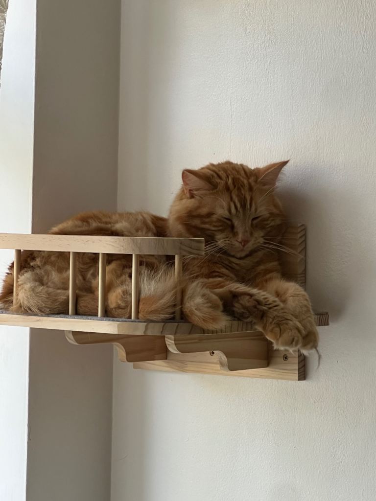 Wonderful Ginger Maine Coon Cat