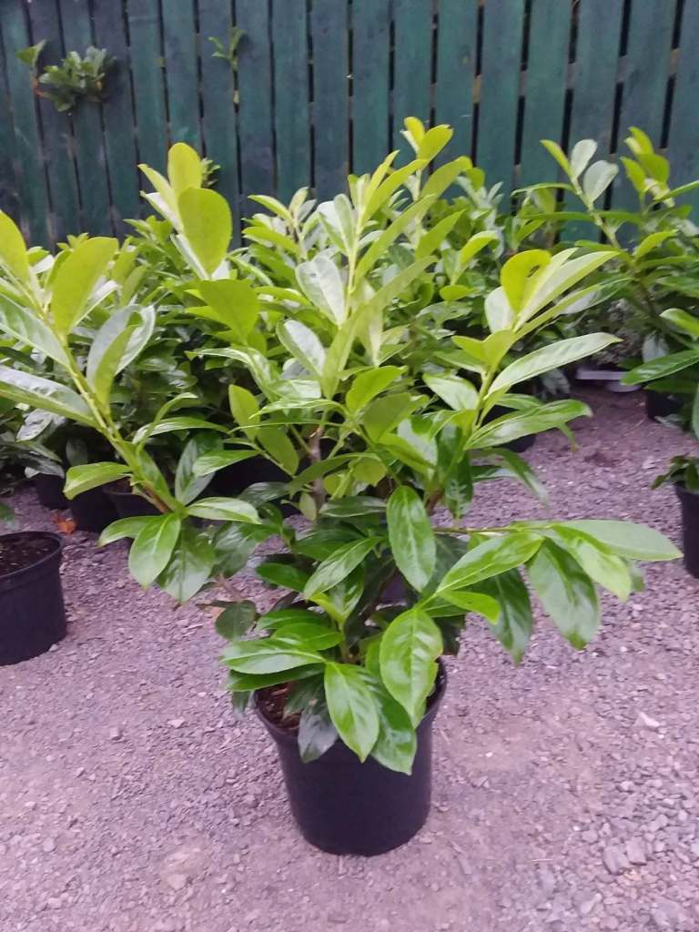 Laurel Hedging 