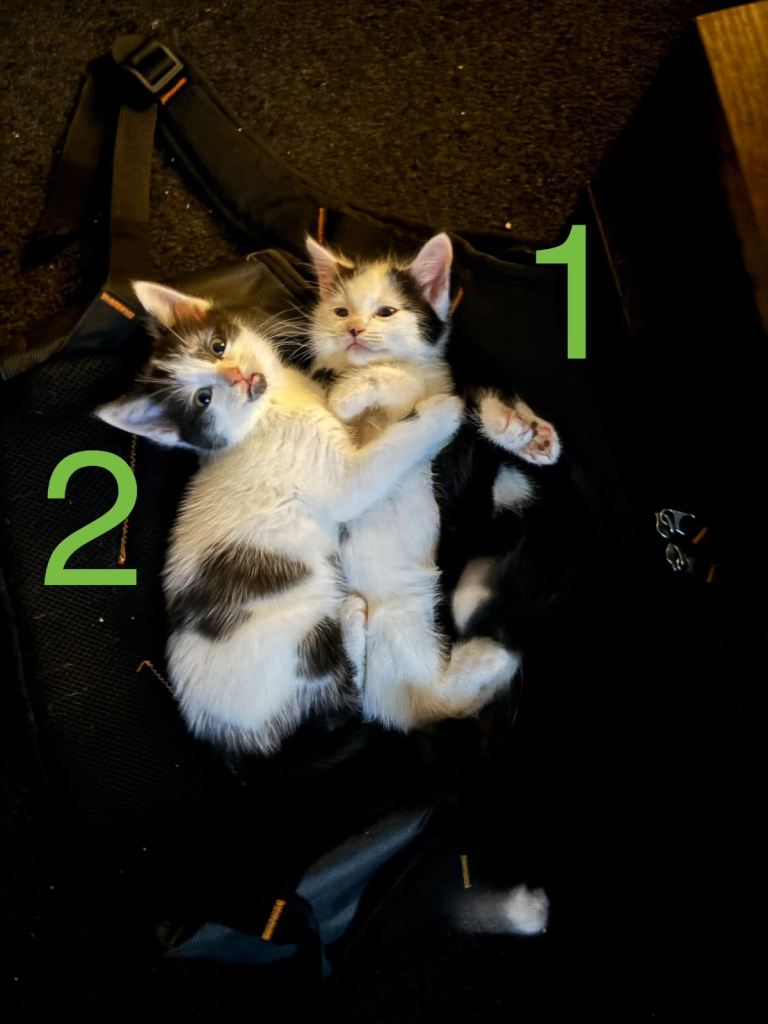 Ragdoll cross kittens 
