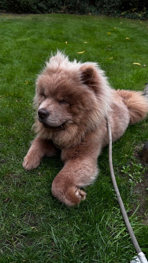 ChowChow Puppy - 7 Months Old