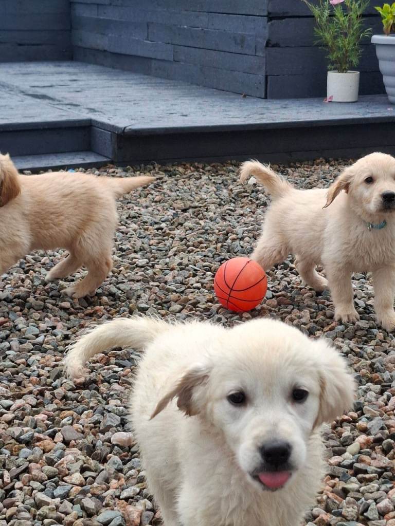 Golden Retriever Pups for Sale