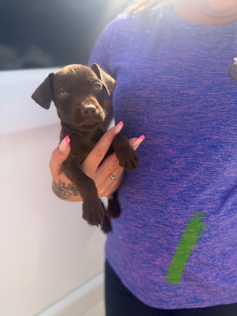 Chocolate Patterdales 