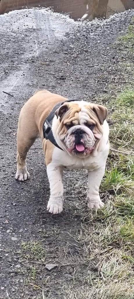 KC English bulldog puppies