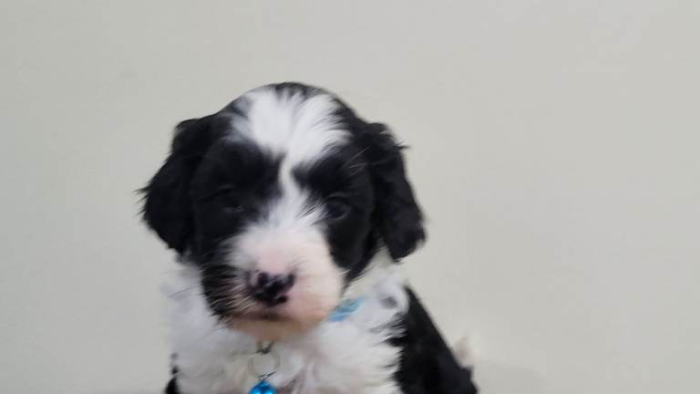 Miniture Sproodle Puppies (double doodles) 