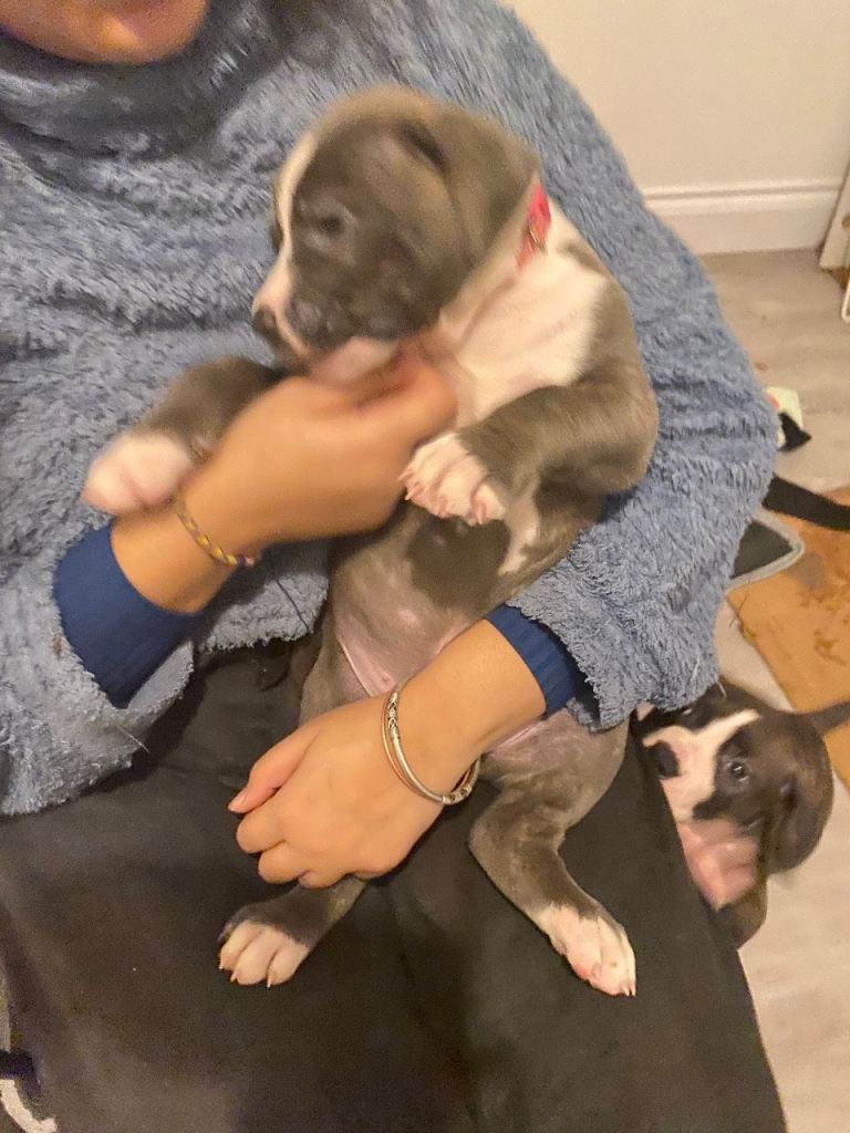 Beautiful Scott American Bulldog x Staffy