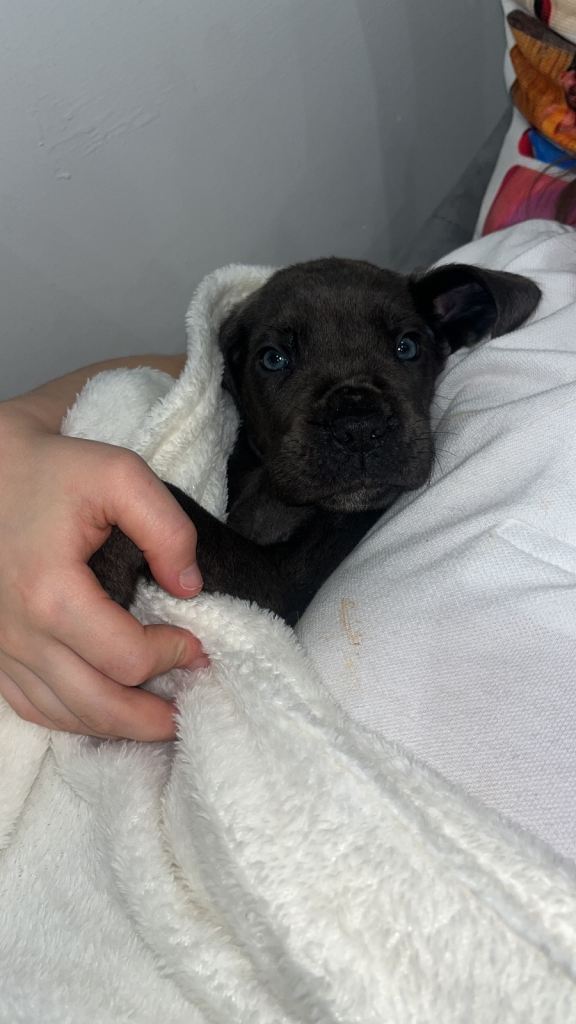 Cane corso pure breed