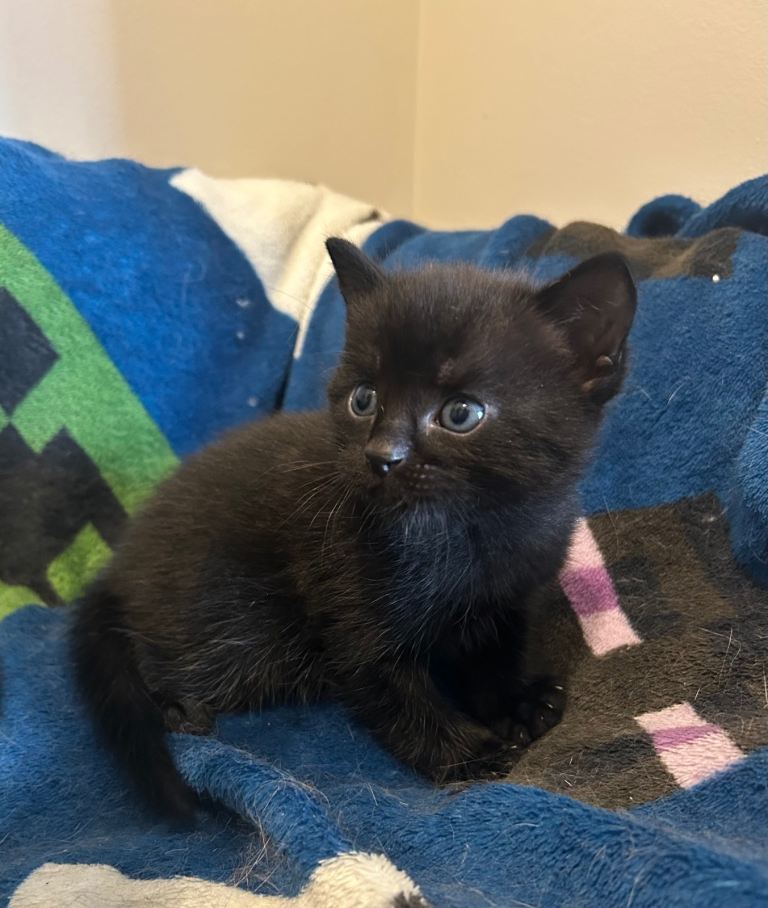 One male kitten left (black, with white flecks) 