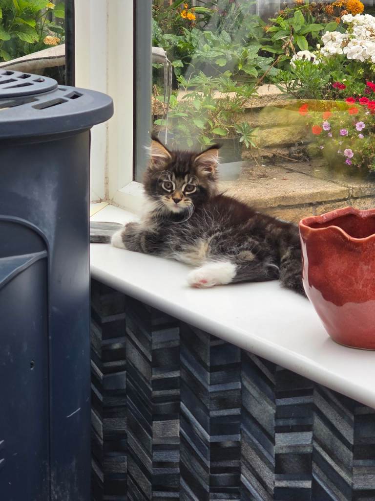 Stunning Full XL Maine Coon kittens