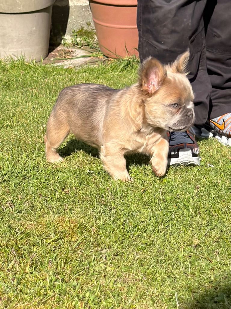 2 French bulldog puppies left 