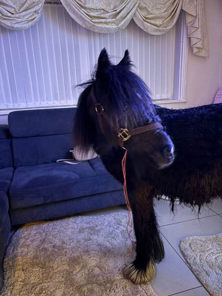 11 month old Irish cob x trotter foal horse Presley