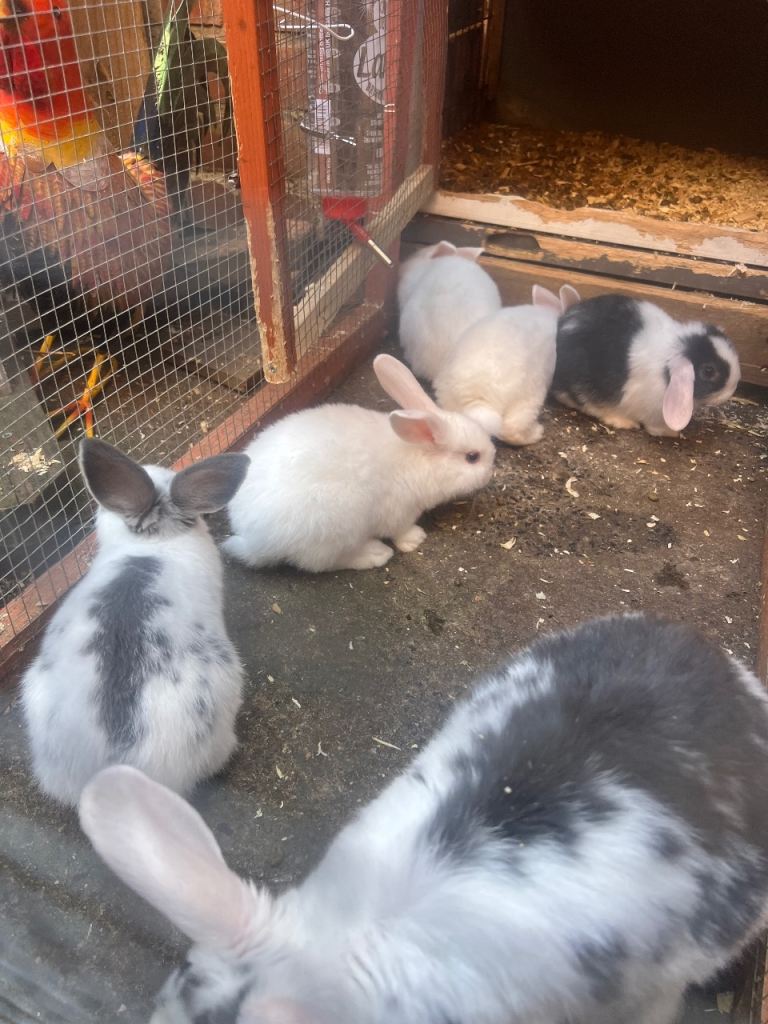 Baby rabbits for sale 