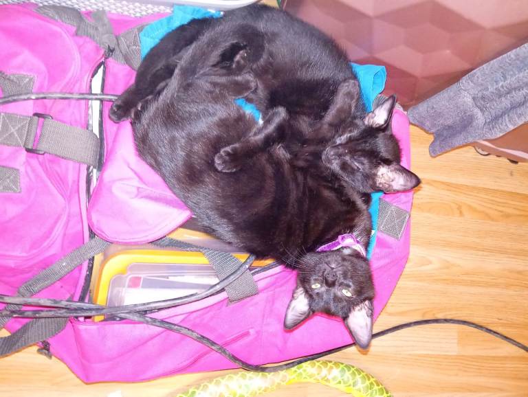 Black kittens 