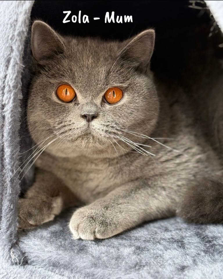Beautiful Blue British Shorthair Female GCCF Registered 