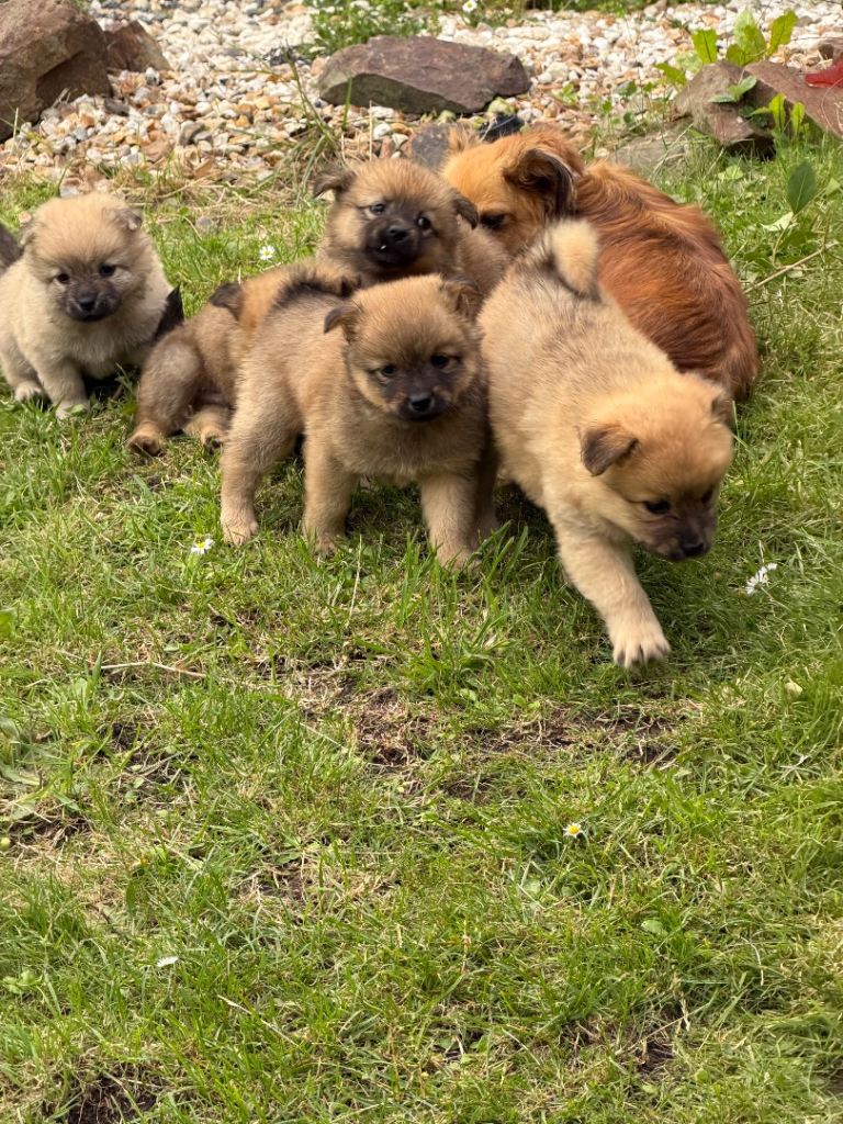 Papillons cross chihuahuas