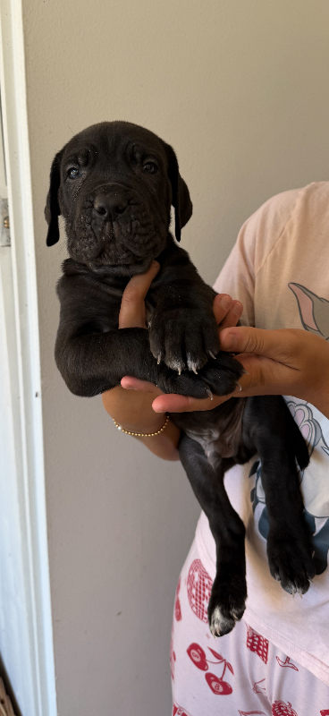 RARE COLOUR CANE CORSO PUPPIES FOR SALE 