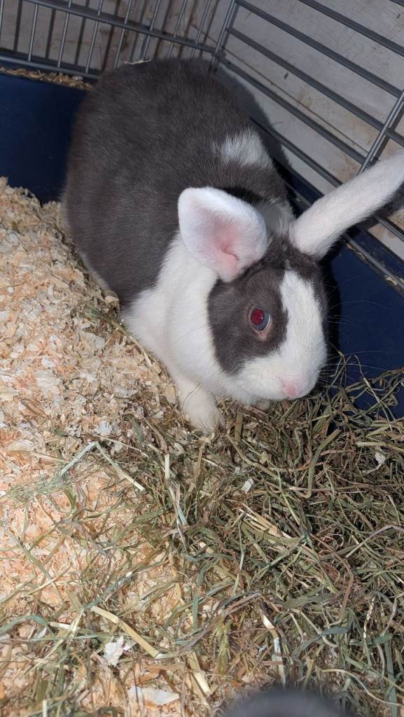 Beautiful blue and white rabbit 