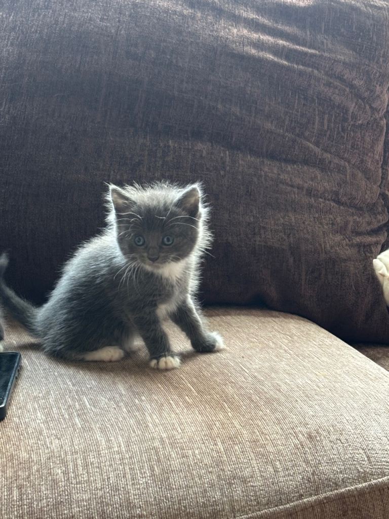Kittens for sale 